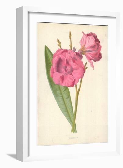 Oleander-Frederick Edward Hulme-Framed Giclee Print