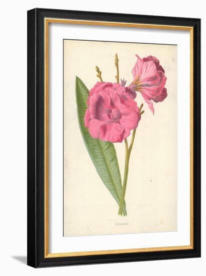 Oleander-Frederick Edward Hulme-Framed Giclee Print