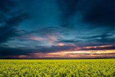 Beautiful Sunset, Field with Pathway to Sun, Green Wheat-Oleg Saenco-Photographic Print