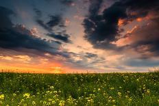 Beautiful Sunset, Field with Pathway to Sun, Green Wheat-Oleg Saenco-Framed Premier Image Canvas