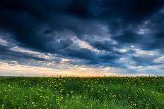 Sunset in Yellow Rapeseed Field-Oleg Saenco-Framed Premier Image Canvas