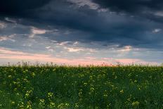 Sunset in Yellow Rapeseed Field-Oleg Saenco-Photographic Print