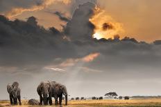 African Landscape. Zebras Herd and Antelopes Wildebeest at Sunset, Kenya-Oleg Znamenskiy-Photographic Print