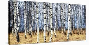 Birch grove in autumn-Oleg Znamenskiy-Stretched Canvas