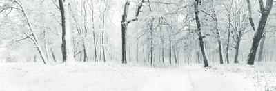 Panorama of Winter Forest with Trees Covered Snow-Olegkalina-Photographic Print