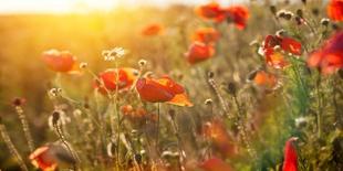 The Blooming Poppy Flowers in the Field-olegkalina-Framed Photographic Print