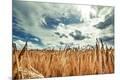 Photographic Print