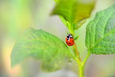 Ladybug Crawling Up the Plant-Oleksandr Zheltobriukh-Framed Premier Image Canvas