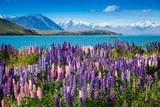 Majestic Mountain Lake with Lupins Blooming-Olga_Danylenko-Photographic Print