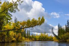 Upper reaches of the Lena River, with century-old log jam of trees, Siberia, Russia-Olga Kamenskaya-Photographic Print