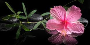 Spa Concept of Blooming Pink Hibiscus and Green Tendril Passionflower-Olga Khomyakova-Framed Premier Image Canvas