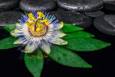 Spa Concept of Passiflora Flower on Green Leaf, Zen Basalt Stones with Drops in Water, Closeup-Olga Khomyakova-Photographic Print