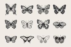 Set of Butterflies. Vector Vintage Classic Illustration. Black and White-Olga Korneeva-Art Print