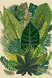 Vector Vintage Composition. Exotic Leaves. Botanical Classic Illustration.-Olga Korneeva-Art Print