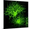 Oligodendrocyte Nerve Cells-Riccardo Cassiani-ingoni-Mounted Premium Photographic Print