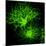 Oligodendrocyte Nerve Cells-Riccardo Cassiani-ingoni-Mounted Premium Photographic Print