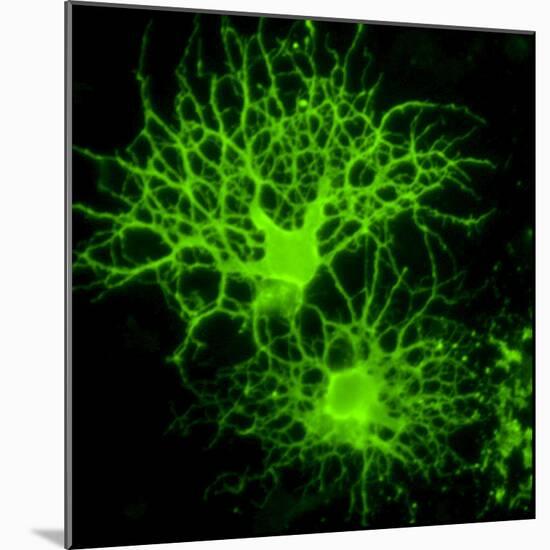 Oligodendrocyte Nerve Cells-Riccardo Cassiani-ingoni-Mounted Premium Photographic Print