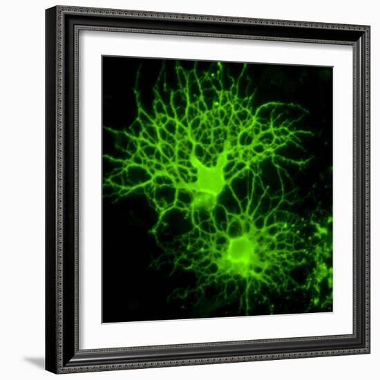 Oligodendrocyte Nerve Cells-Riccardo Cassiani-ingoni-Framed Premium Photographic Print