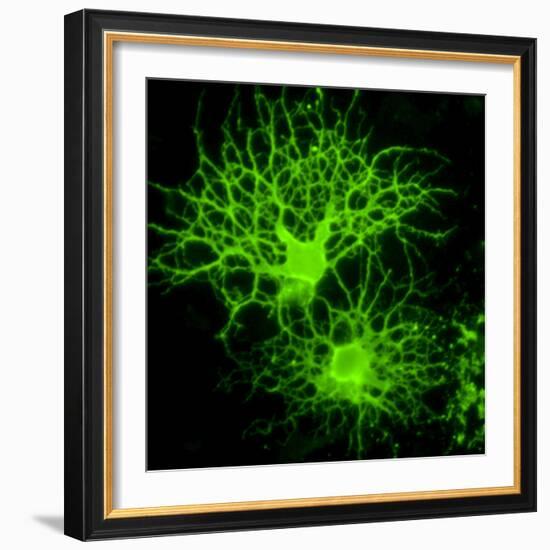 Oligodendrocyte Nerve Cells-Riccardo Cassiani-ingoni-Framed Premium Photographic Print