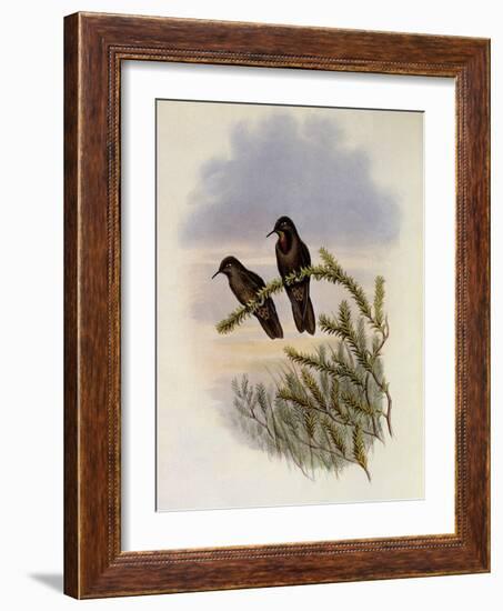 Olivaceous Thornbill, Rhamphomicron Olivaceum-John Gould-Framed Giclee Print