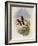 Olivaceous Thornbill, Rhamphomicron Olivaceum-John Gould-Framed Giclee Print