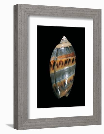 Olivancillaria Gibbosa-Paul Starosta-Framed Photographic Print