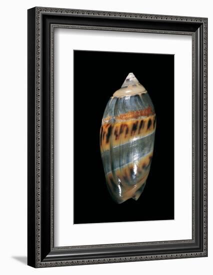 Olivancillaria Gibbosa-Paul Starosta-Framed Photographic Print