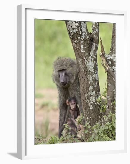 Olive Baboon Mother and Infant, Serengeti National Park, Tanzania-James Hager-Framed Photographic Print