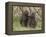 Olive Baboon (Papio Anubis), Samburu National Park, Kenya, East Africa, Africa-Sergio Pitamitz-Framed Premier Image Canvas