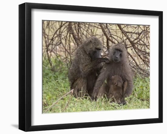 Olive Baboon (Papio Anubis), Samburu National Park, Kenya, East Africa, Africa-Sergio Pitamitz-Framed Photographic Print