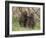 Olive Baboon (Papio Anubis), Samburu National Park, Kenya, East Africa, Africa-Sergio Pitamitz-Framed Photographic Print
