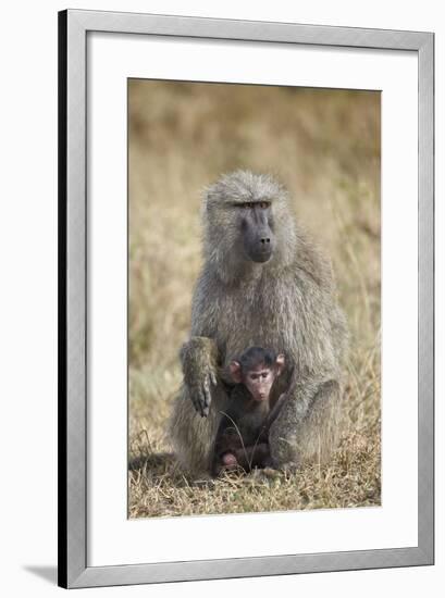 Olive Baboon (Papio Cynocephalus Anubis) Infant and Mother-James Hager-Framed Photographic Print