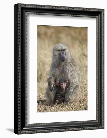 Olive Baboon (Papio Cynocephalus Anubis) Infant and Mother-James Hager-Framed Photographic Print