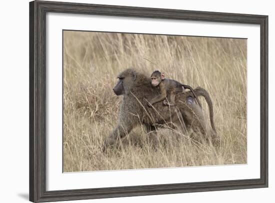 Olive Baboon (Papio Cynocephalus Anubis) Infant Riding-James Hager-Framed Photographic Print