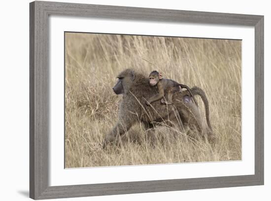 Olive Baboon (Papio Cynocephalus Anubis) Infant Riding-James Hager-Framed Photographic Print