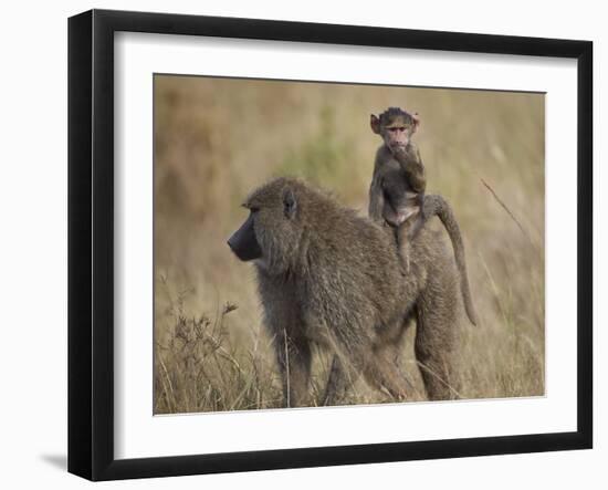 Olive Baboon (Papio Cynocephalus Anubis) Infant Riding-James Hager-Framed Photographic Print