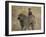 Olive Baboon (Papio Cynocephalus Anubis) Infant Riding-James Hager-Framed Photographic Print