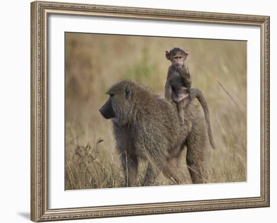 Olive Baboon (Papio Cynocephalus Anubis) Infant Riding-James Hager-Framed Photographic Print