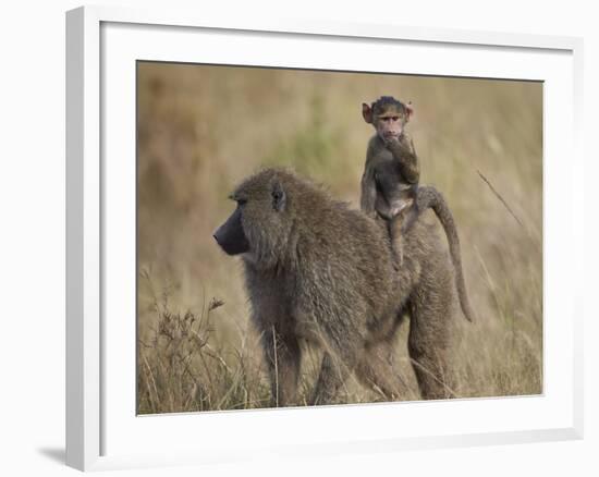 Olive Baboon (Papio Cynocephalus Anubis) Infant Riding-James Hager-Framed Photographic Print