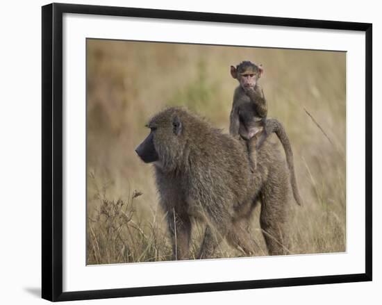 Olive Baboon (Papio Cynocephalus Anubis) Infant Riding-James Hager-Framed Photographic Print