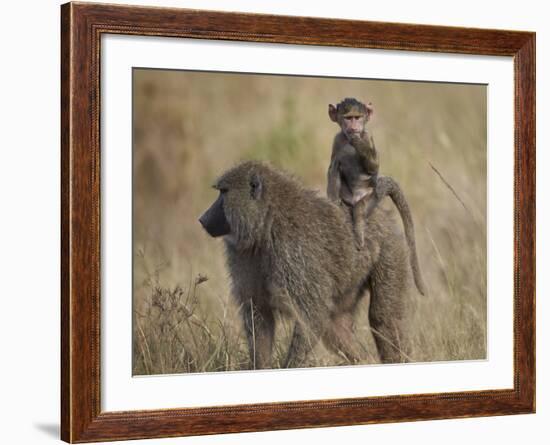 Olive Baboon (Papio Cynocephalus Anubis) Infant Riding-James Hager-Framed Photographic Print