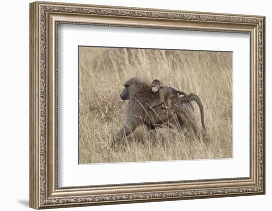 Olive Baboon (Papio Cynocephalus Anubis) Infant Riding-James Hager-Framed Photographic Print