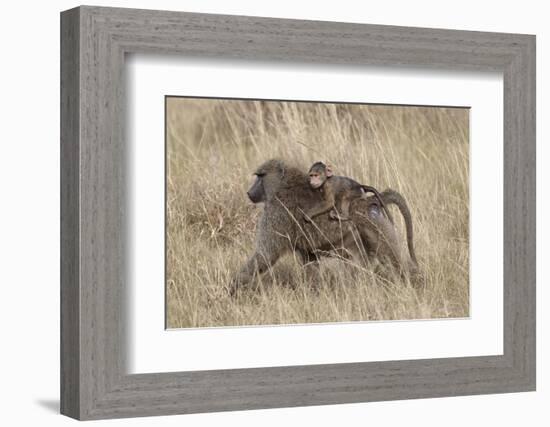 Olive Baboon (Papio Cynocephalus Anubis) Infant Riding-James Hager-Framed Photographic Print