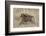 Olive Baboon (Papio Cynocephalus Anubis) Infant Riding-James Hager-Framed Photographic Print