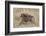 Olive Baboon (Papio Cynocephalus Anubis) Infant Riding-James Hager-Framed Photographic Print