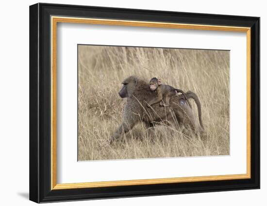 Olive Baboon (Papio Cynocephalus Anubis) Infant Riding-James Hager-Framed Photographic Print