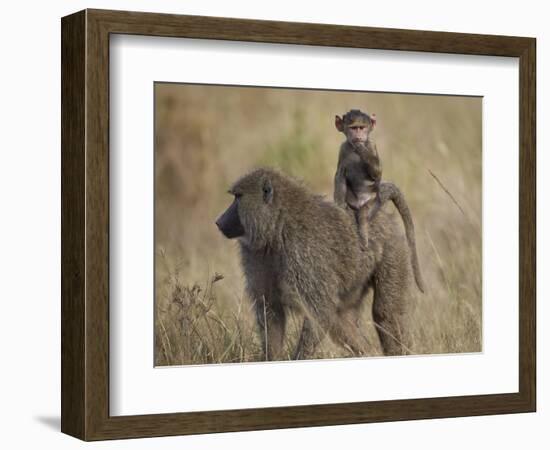 Olive Baboon (Papio Cynocephalus Anubis) Infant Riding-James Hager-Framed Photographic Print