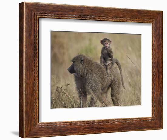 Olive Baboon (Papio Cynocephalus Anubis) Infant Riding-James Hager-Framed Photographic Print