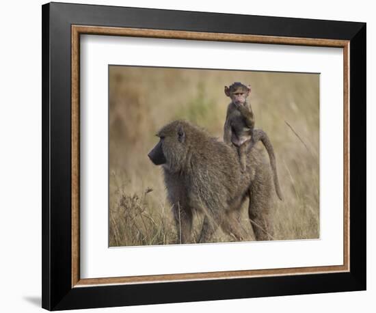 Olive Baboon (Papio Cynocephalus Anubis) Infant Riding-James Hager-Framed Photographic Print