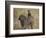 Olive Baboon (Papio Cynocephalus Anubis) Infant Riding-James Hager-Framed Photographic Print